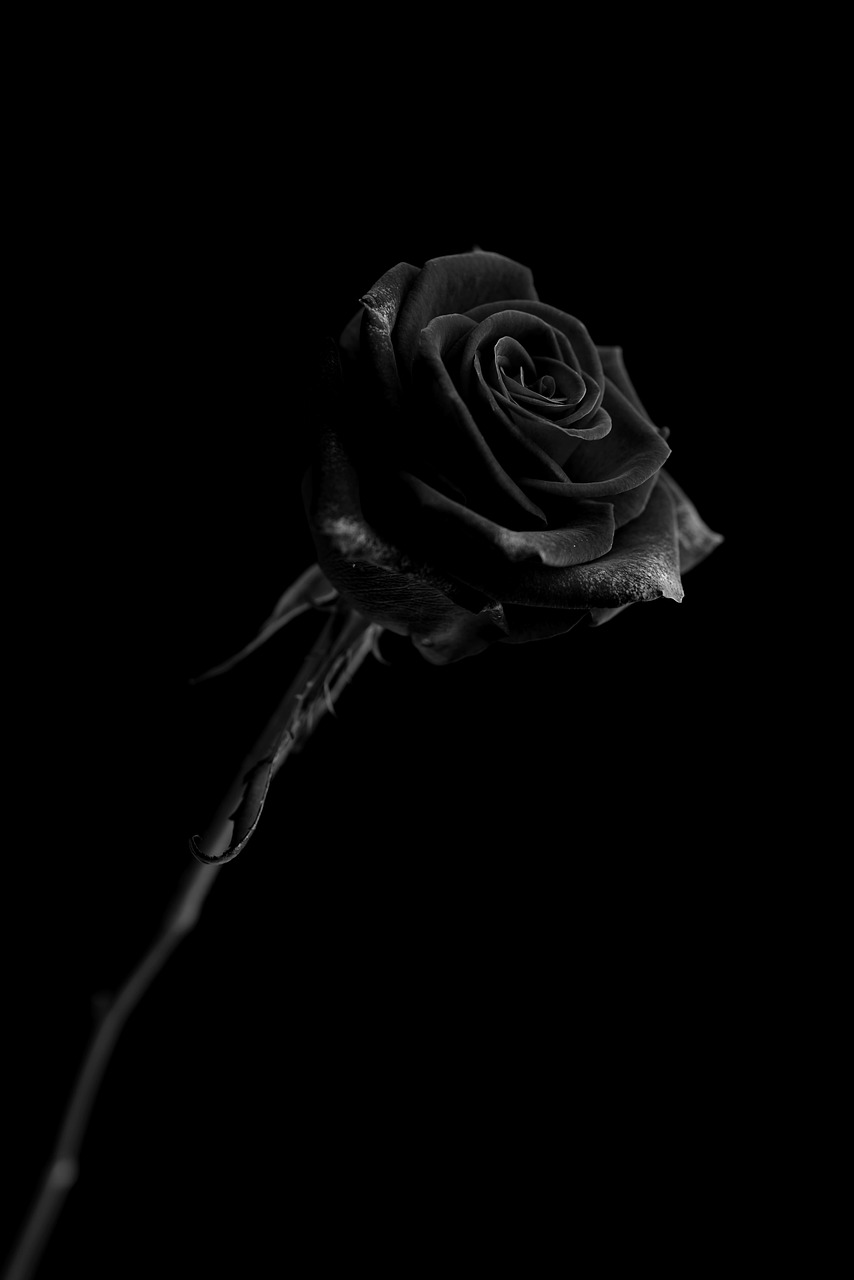 Black Rose